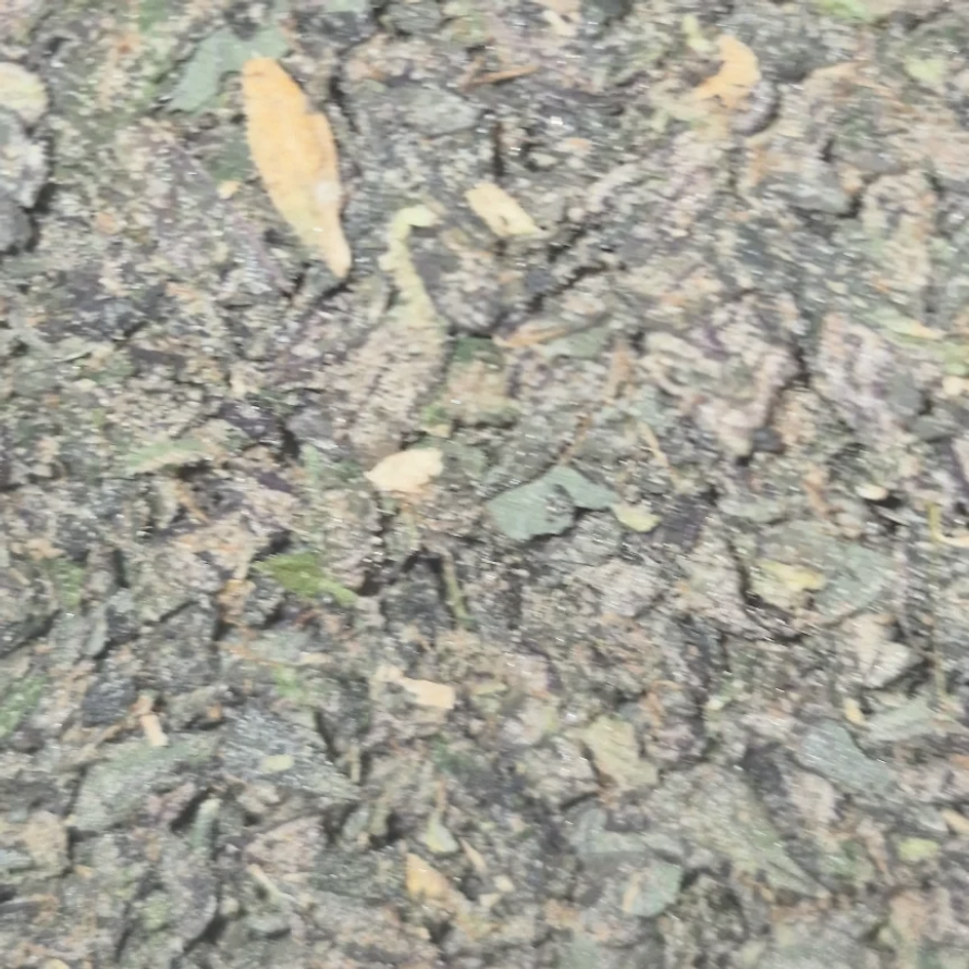 Candy Gas Shake - Image 2