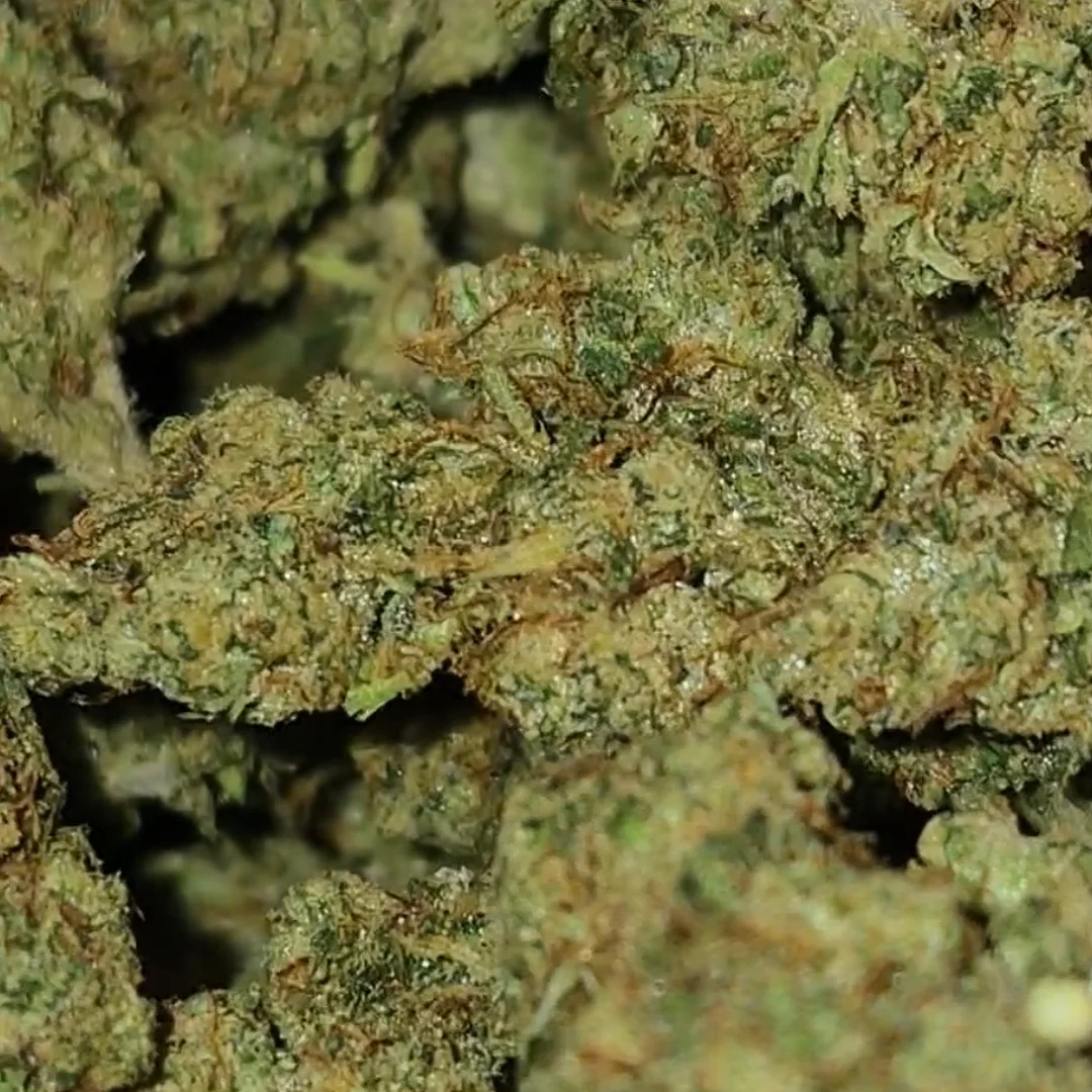 GG4 (Gorilla Glue #4) - Image 2