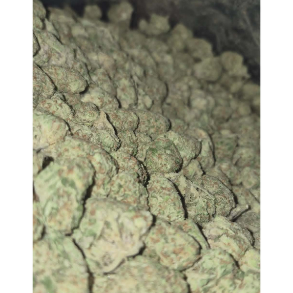Papaya Punch - Image 2