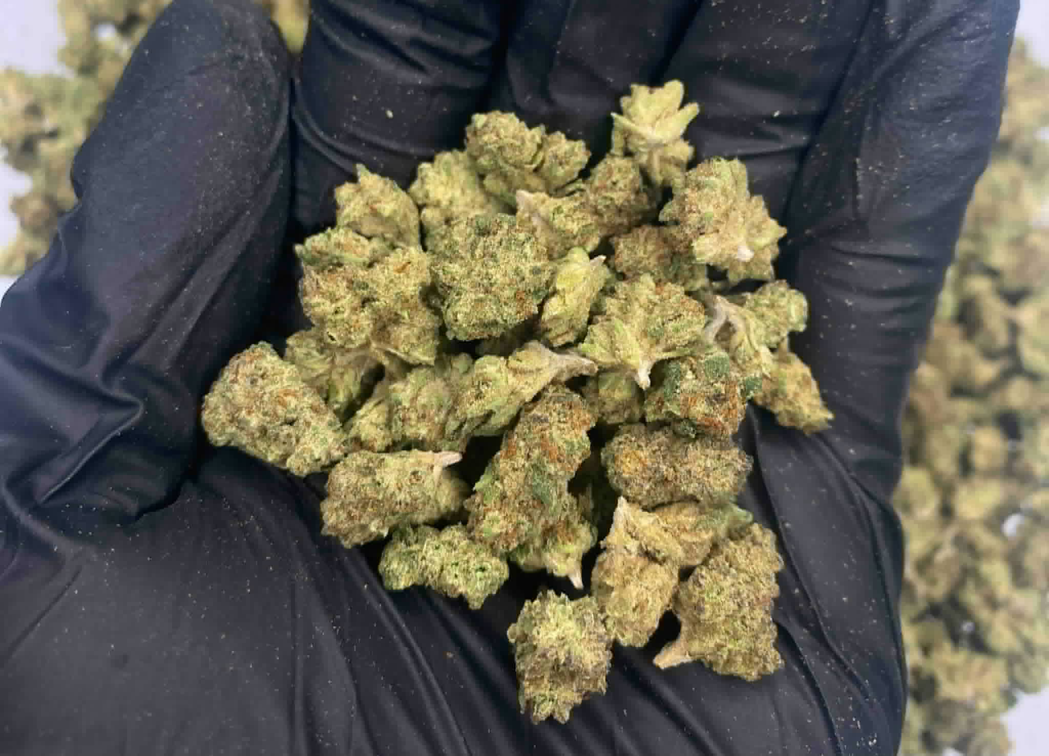 Gelato Blizzard - Micros - Image 2
