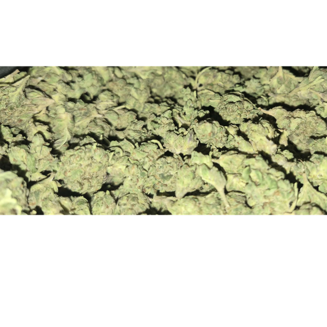 Mimosa - Image 2